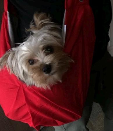 Handmade Small Pet Sling Carrier Extra Long Strap - Memes Custom Stitches LLC